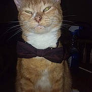 Chief joined the competition — help win amazing prizes! cat, orange_tabby, bow_tie, pet, feline, whiskers, sitting, front_paws, indoor, table, domestic_cat, animal, cute, portrait, fur, striped, confident, close_up, face, ears