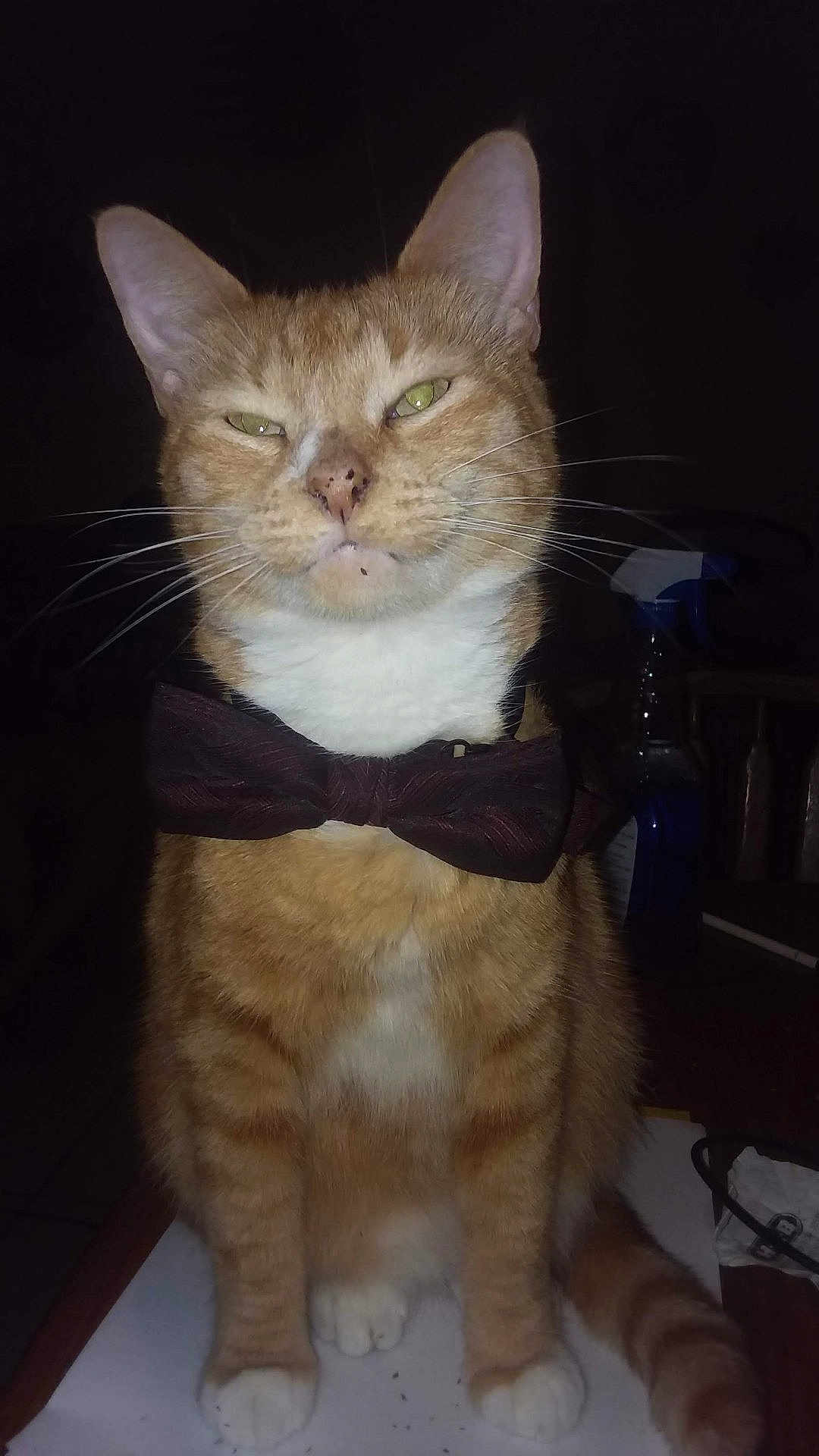 Chief