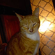 Chief is registered to the contest to win money with this photo: animal, cat, closeup, cozy, cute, domestic_cat, face, fur, furniture, indoor, lamp, light, night, orange_tabby, pattern, pet, portrait, sitting, whiskers, wood