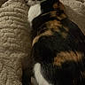 Mad Dog is registered to the contest to win money with this photo: bed, bedding, blanket, calico_cat, cat, close_up, cozy, domestic_cat, fur, indoor, nap, paws, pet, portrait, relaxation, resting, sleeping, soft_texture, tri_color, whiskers