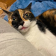 Mad Dog is registered to the contest to win money with this photo: bedding, blanket, calico_cat, cat, close_up, cozy, curious_expression, face, fur, green_eyes, human_clothing, indoor, lying_down, nose, pet, pillow, portrait, relaxed, tongue, whiskers