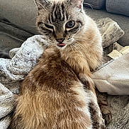 Minouch participe au concours pour gagner de l'argent avec cette photo : animal, blanket, blep, blue_eyes, cat, companion, couch, cozy, cute, domestic_cat, feline, fluffy, fur, indoor, mischievous, pet, relaxed, resting, soft, whiskers