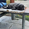 Billy participe au concours pour gagner de l'argent avec cette photo : bench, blanket, canine, clothing, daytime, dog, fence, gray, leash, metal, outdoor, park, person, puppy, quiet, relaxing, resting, sidewalk, sleeping, urban