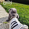 Billy participe au concours pour gagner de l'argent avec cette photo : animal, cute, daylight, dog, footwear, grass, gray, nature, outdoor, path, pet, playful, puppy, shoe, small, sneaker, sunlight, text_overlay, walking_path, young