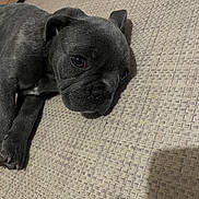 Billy participe au concours pour gagner de l'argent avec cette photo : adorable, animal, canine, closeup, cute, dog, face, fur, gray, indoor, lying_down, paw, pet, puppy, resting, sleepy, soft_light, texture, wrinkles, young