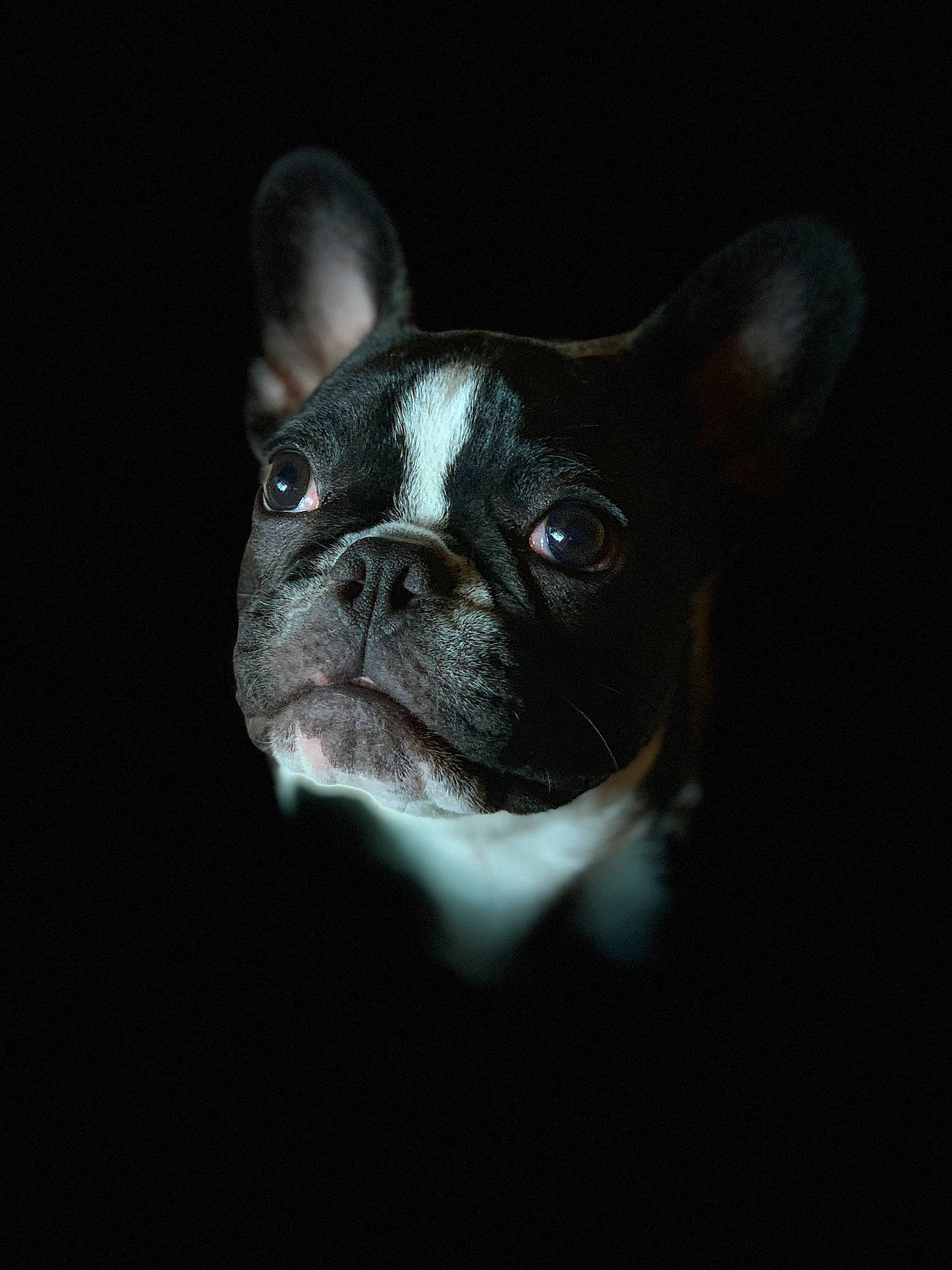 Mr Bean joined the competition — help win amazing prizes! boston_terrier, bulldog, canidae, carnivore, companion_dog, darkness, dog, dog_breed, eye, fawn, french_bulldog, mammal, non_sporting_group, photography, puppy, rare_breed_dog, snout, toy_bulldog, whiskers