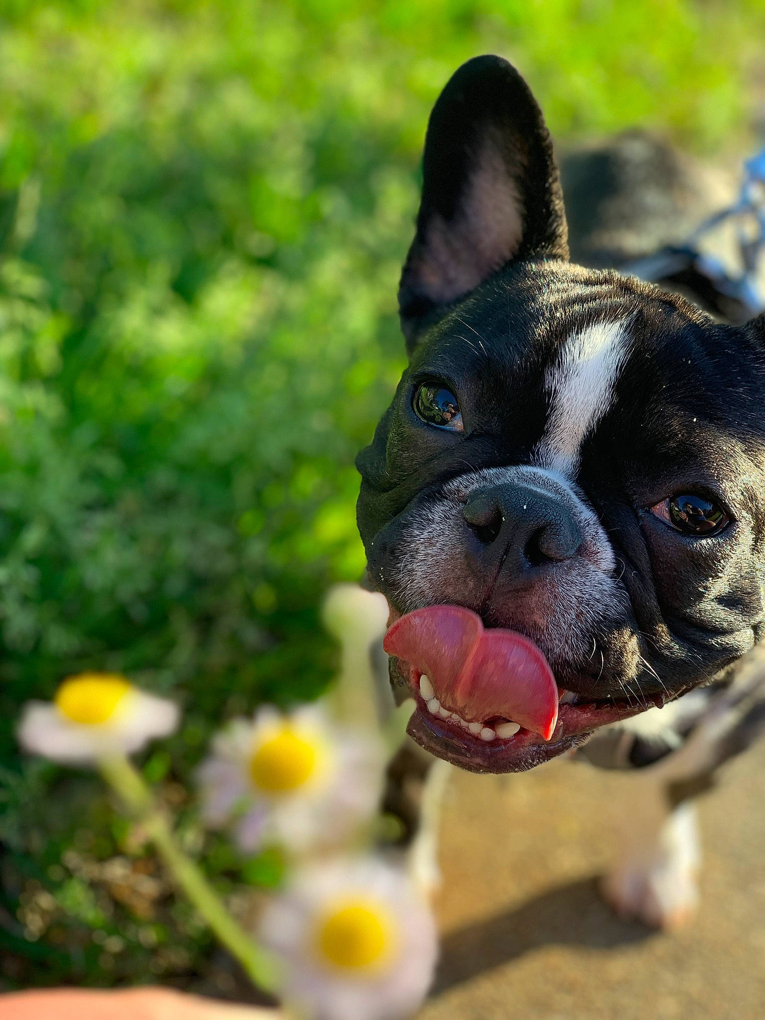 Mr Bean is registered to the contest to win money with this photo: boston_terrier, bulldog, canidae, carnivore, companion_dog, dog, dog_breed, fawn, french_bulldog, grass, mammal, non_sporting_group, plant, snout, toy_bulldog, valley_bulldog, vertebrate, whiskers
