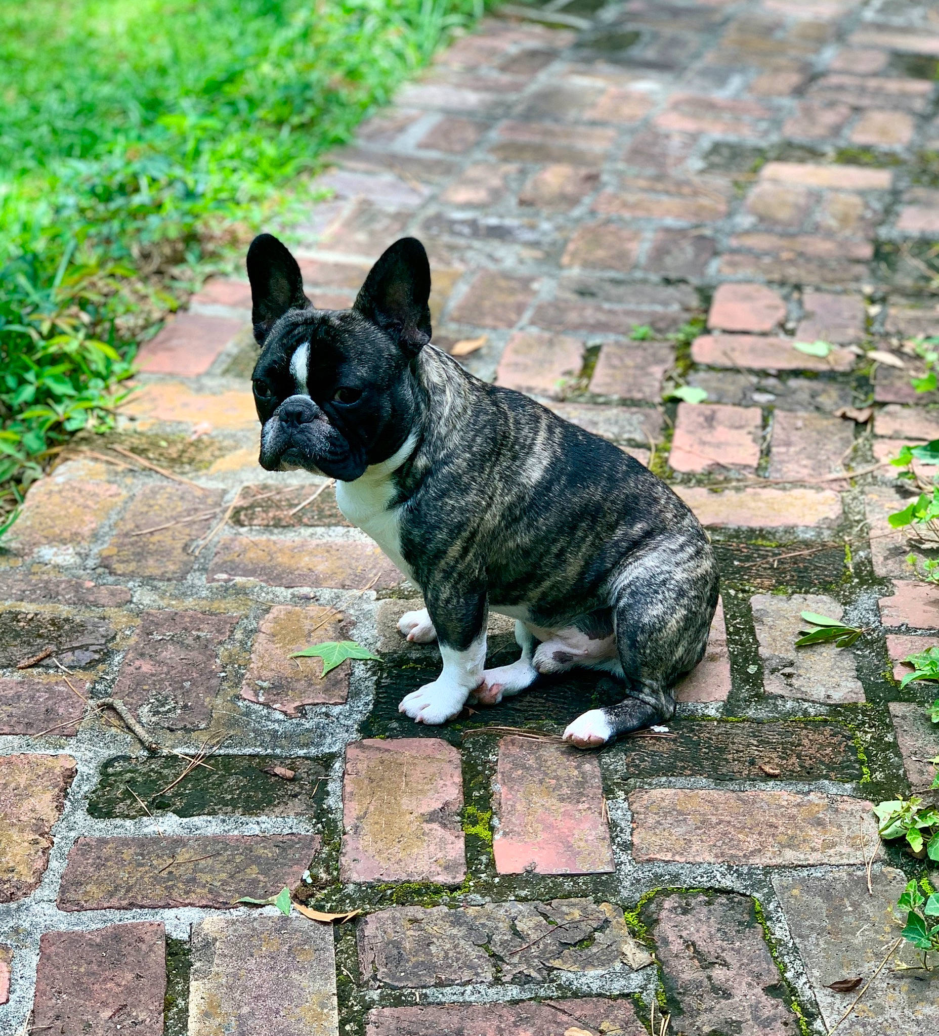 Mr Bean is registered to the contest to win money with this photo: canidae, carnivore, companion_dog, dog, dog_breed, fawn, french_bulldog, grass, mammal, non_sporting_group, plant, snout, vertebrate