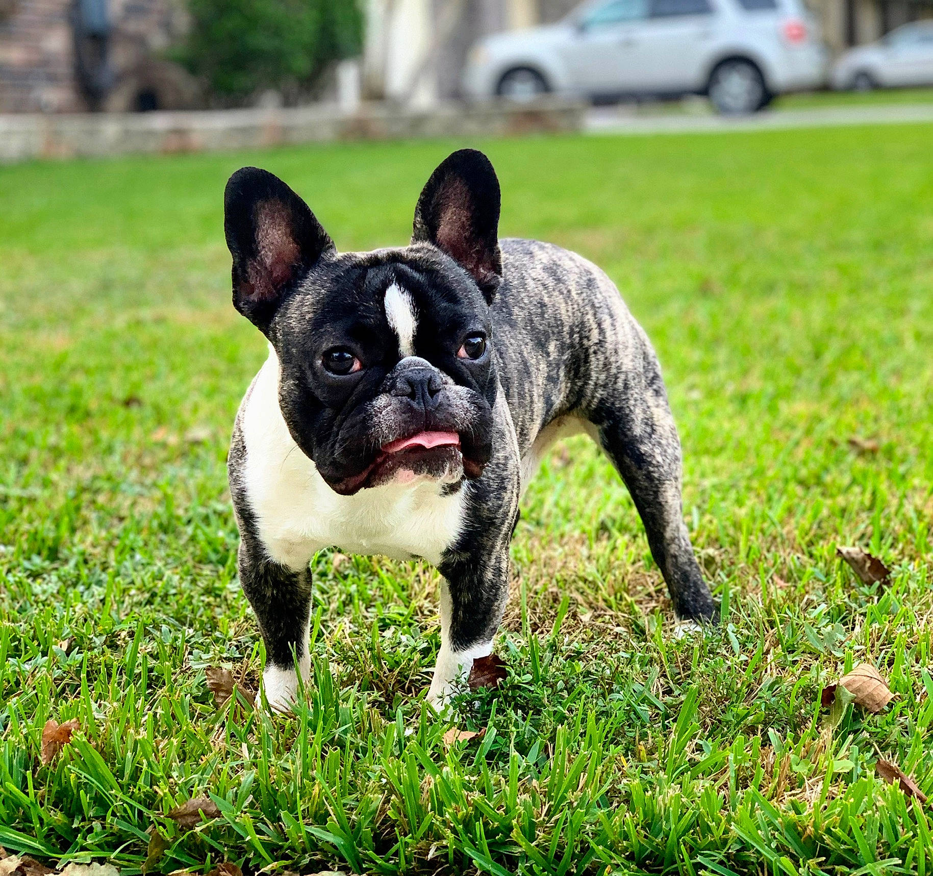 Mr Bean is registered to the contest to win money with this photo: boston_terrier, bulldog, canidae, carnivore, companion_dog, dog, dog_breed, fawn, french_bulldog, grass, mammal, molosser, non_sporting_group, plant, puppy, rare_breed_dog, snout, sporting_group, toy_bulldog, vertebrate