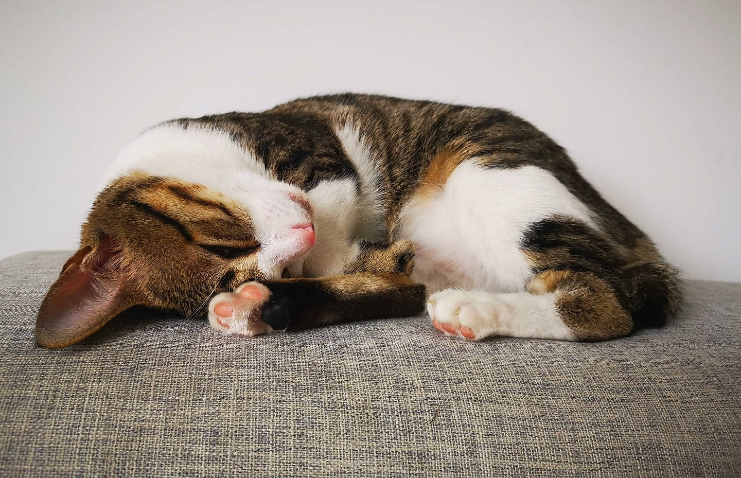 Luna is registered to the contest to win money with this photo: brown, carnivore, cat, comfort, domestic_short_haired_cat, felidae, fur, mammal, paw, small_to_medium_sized_cats, snout, tail, terrestrial_animal, vertebrate, whiskers