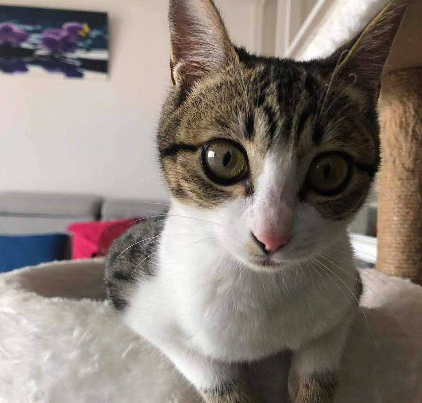 Luna is registered to the contest to win money with this photo: box, carnivore, cat, cat_furniture, cat_supply, domestic_short_haired_cat, felidae, fur, paw, pet_supply, picture_frame, small_to_medium_sized_cats, snout, whiskers, window