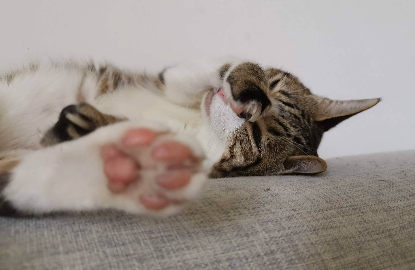 Luna joined the competition — help win amazing prizes! carnivore, cat, claw, comfort, domestic_short_haired_cat, fawn, felidae, fur, grey, linens, mammal, nap, paw, sleep, small_to_medium_sized_cats, snout, tail, vertebrate, whiskers, yawn