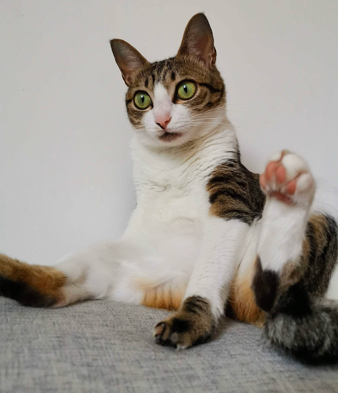 Luna joined the competition — help win amazing prizes! carnivore, cat, claw, comfort, domestic_short_haired_cat, felidae, foot, fur, paw, sitting, small_to_medium_sized_cats, snout, tail, terrestrial_animal, whiskers