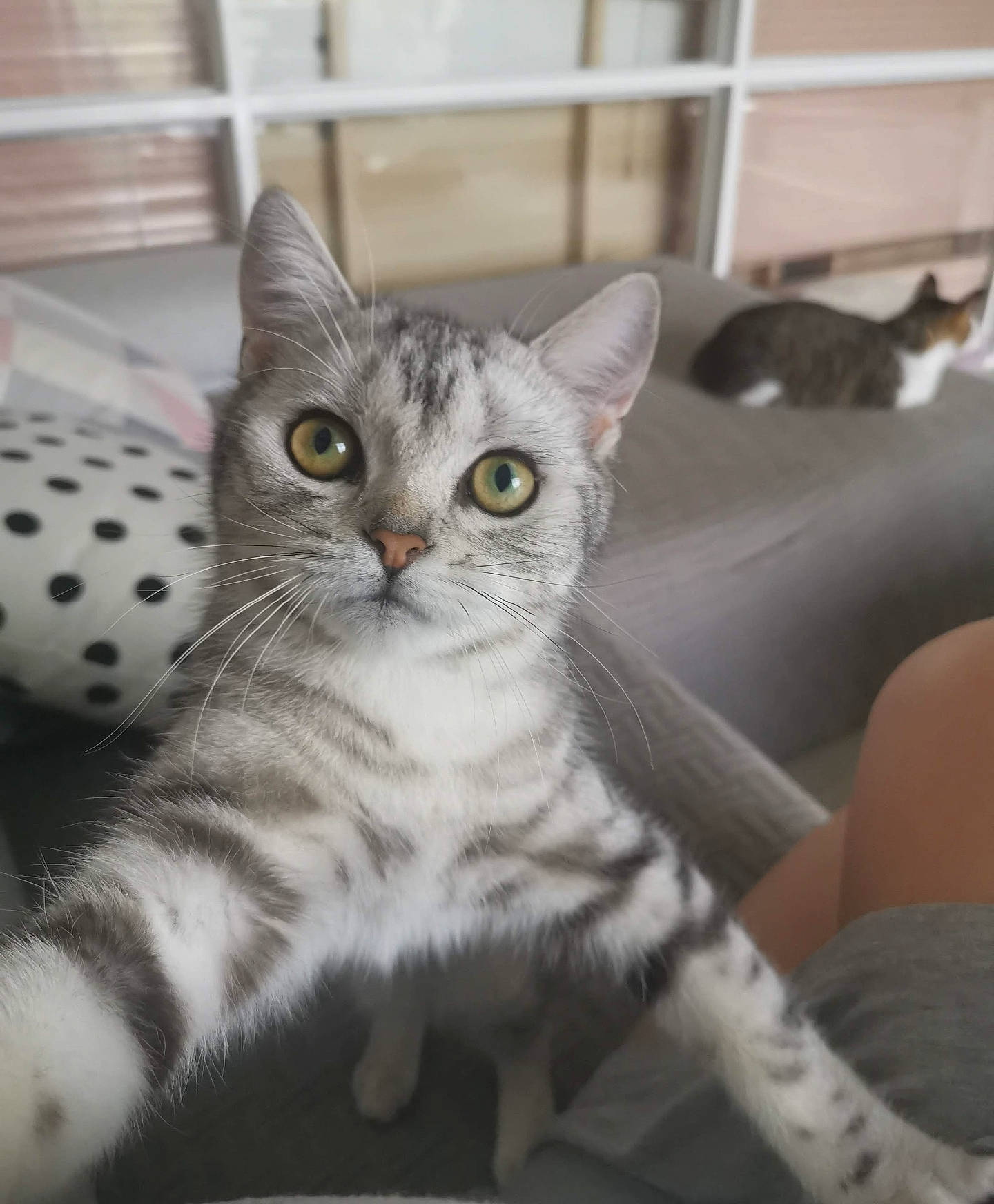 Tonks joined the competition — help win amazing prizes! carnivore, cat, cat_toy, claw, comfort, couch, domestic_short_haired_cat, felidae, fur, grey, pattern, paw, small_to_medium_sized_cats, snout, tail, whiskers