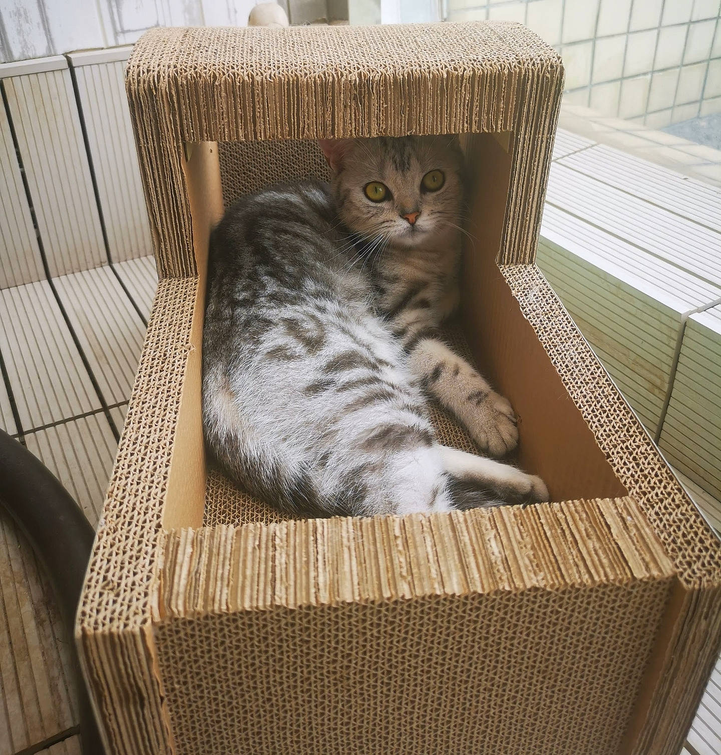 Tonks joined the competition — help win amazing prizes! animal_shelter, cage, carnivore, cat, cat_bed, cat_supply, chair, comfort, domestic_short_haired_cat, felidae, fur, grey, hardwood, pet_supply, small_to_medium_sized_cats, tail, terrestrial_animal, whiskers, wicker, wood