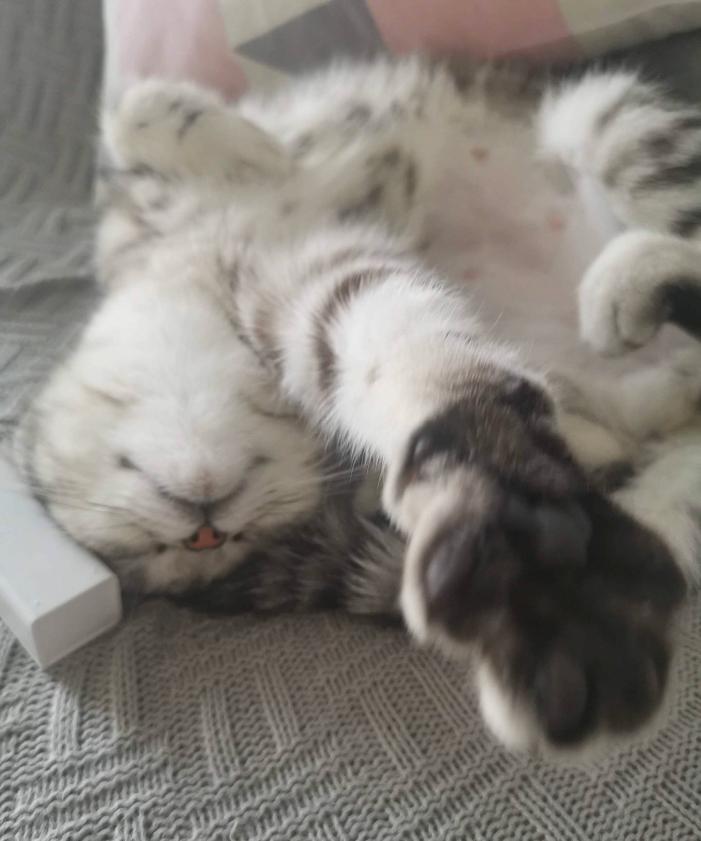 Tonks is registered to the contest to win money with this photo: carnivore, cat, claw, comfort, domestic_short_haired_cat, felidae, fur, grey, nap, paw, sleep, small_to_medium_sized_cats, snout, tail, terrestrial_animal, whiskers