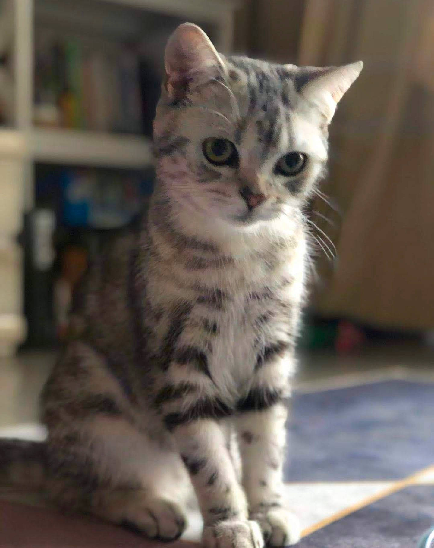 Tonks is registered to the contest to win money with this photo: carnivore, cat, claw, domestic_short_haired_cat, felidae, fur, paw, sitting, small_to_medium_sized_cats, snout, tail, terrestrial_animal, whiskers, wildlife