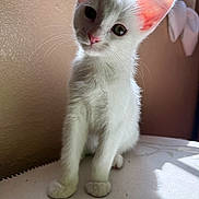 Pearl is registered to the contest to win money with this photo: animal, bed, bedroom, blue_eyes, cat, curious, cute, feline, fur, green_eyes, head_tilt, indoors, kitten, pet, pink_ears, portrait, sitting, sunlight, whiskers, white_cat
