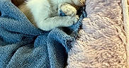 Pearl is registered to the contest to win money with this photo: animal, bed, blanket, blue_blanket, cat, close_up, cozy, cream_colored, curled_up, cute, fluffy, indoors, kitten, nap, peaceful, pet, plush, resting, sleeping, soft