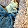 animal, bed, blanket, blue_blanket, cat, close_up, cozy, cream_colored, curled_up, cute, fluffy, indoors, kitten, nap, peaceful, pet, plush, resting, sleeping, soft