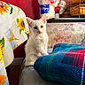 Pearl is registered to the contest to win money with this photo: animal, basket, blanket, cat, chair, cushion, ears, eyes, fluffy, fur, home_decor, indoors, kitten, pet, portrait, red_wall, sitting, sunflower, whiskers, white_cat