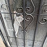 Pearl joined the competition — help win amazing prizes! animal, behind_door, cat, closeup, curlicue, doormat, doorway, entrance, feline, home, ironwork, mesh, metal, ornate, outdoor, peeking, pet, portrait, security_door, vertical