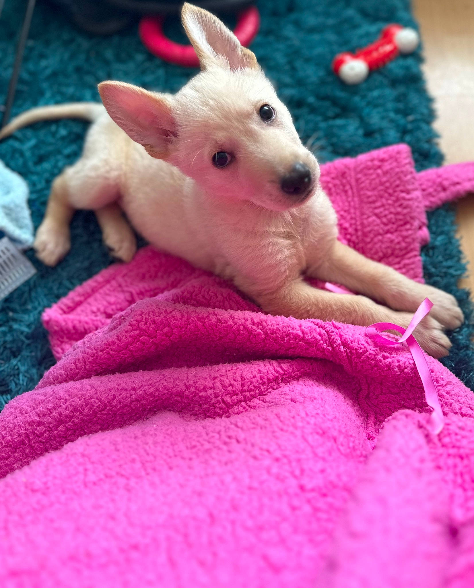 Ghost joined the competition — help win amazing prizes! art, bull_terrier, comfort, fawn, finger, fur, grass, human_leg, linens, magenta, nail, pattern, paw, pink, snout, tail, textile, toy, whiskers, wool