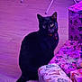 Bobbie is registered to the contest to win money with this photo: black_cat, cat, pet, animal, floor, wooden_floor, gift, present, wrapping_paper, holiday, christmas, purple_light, indoor, collar, bell, curious, sitting, decorated, festive, home