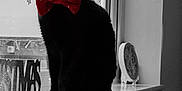 Bobbie is registered to the contest to win money with this photo: black_cat, cat, bow_tie, windowsill, window, christmas_decorations, indoor, pet, animal, holiday, festive, red, black_and_white, sitting, domestic_cat, feline, cute, portrait, decor, still_life