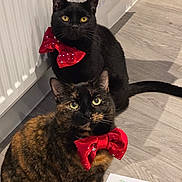 Bobbie joined the competition — help win amazing prizes! cat, black_cat, tortoiseshell_cat, bow_tie, red_bow, indoor, floor, radiator, pet, animal, feline, curious, sitting, closeup, domestic, mammal, whiskers, portrait, cute, household