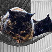 Coco Robinson is registered to the contest to win money with this photo: animal, black_cat, cat, cats, closeup, companion, cozy, cute, domestic_animal, feline, fur, hammock, indoor, nap, pet, relaxation, resting, sleeping, tortoiseshell_cat, whiskers