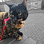 animal, background, brick, cat, closeup, collar, curious, cute, daylight, domestic, feline, green_eyes, leash, outdoor, pavement, pet, portrait, tortoiseshell, urban, wall