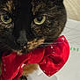 cat, tortoiseshell, close_up, bow_tie, red_bow, green_eyes, whiskers, pet, feline, fur, animal, indoor, portrait, cute, face, accessory, holiday, decorative, soft_texture, looking_at_camera