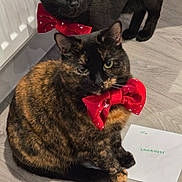 Coco Robinson joined the competition — help win amazing prizes! cat, tortoiseshell_cat, black_cat, bow_tie, red_bow_tie, pet, animal, indoor, floor, wooden_floor, envelope, letter, domestic_cat, cute, feline, sitting, close_up, portrait, two_cats, eyes