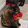 cat, tortoiseshell_cat, black_cat, bow_tie, red_bow_tie, pet, animal, indoor, floor, wooden_floor, envelope, letter, domestic_cat, cute, feline, sitting, close_up, portrait, two_cats, eyes