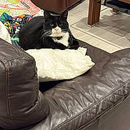 William is registered to the contest to win money with this photo: black_and_white_cat, blanket, cat, coffee_table, collar, cozy, cute, domestic_animal, feline, floor, home_interior, indoor, leather_couch, living_room, pet, pillow, relaxed, resting, tile_floor, wooden_furniture