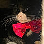 William is registered to the contest to win money with this photo: adorable, animal, black_and_white, bow_tie, cat, close_up, cute, fabric, feline, fluffy, indoor, pet, portrait, red_bow, relaxed, soft_light, star_pattern, texture, tuxedo_cat, whiskers