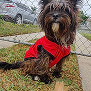Chester is registered to the contest to win money with this photo: animal, beard, canine, chain_link_fence, curious, cute, daytime, dog, fence, fur, grass, nature, outdoor, parked_cars, paw, pet, red_jacket, residential_area, sidewalk, small_dog