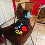 Chester is registered to the contest to win money with this photo: animal, blanket, broom, chair, clothing, cozy, cushion, cute, dog, door, furniture, hoodie, indoor, laundry_room, looking_back, pet_crate, sitting, small_dog, tiled_floor, washing_machine