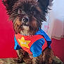 Chester joined the competition — help win amazing prizes! animal, attentive, brown_fur, clothing, costume, curtain, cute, dog, ears, eyes, fluffy, fur, indoor, nose, pet, portrait, red_wall, sitting, small_dog, superhero