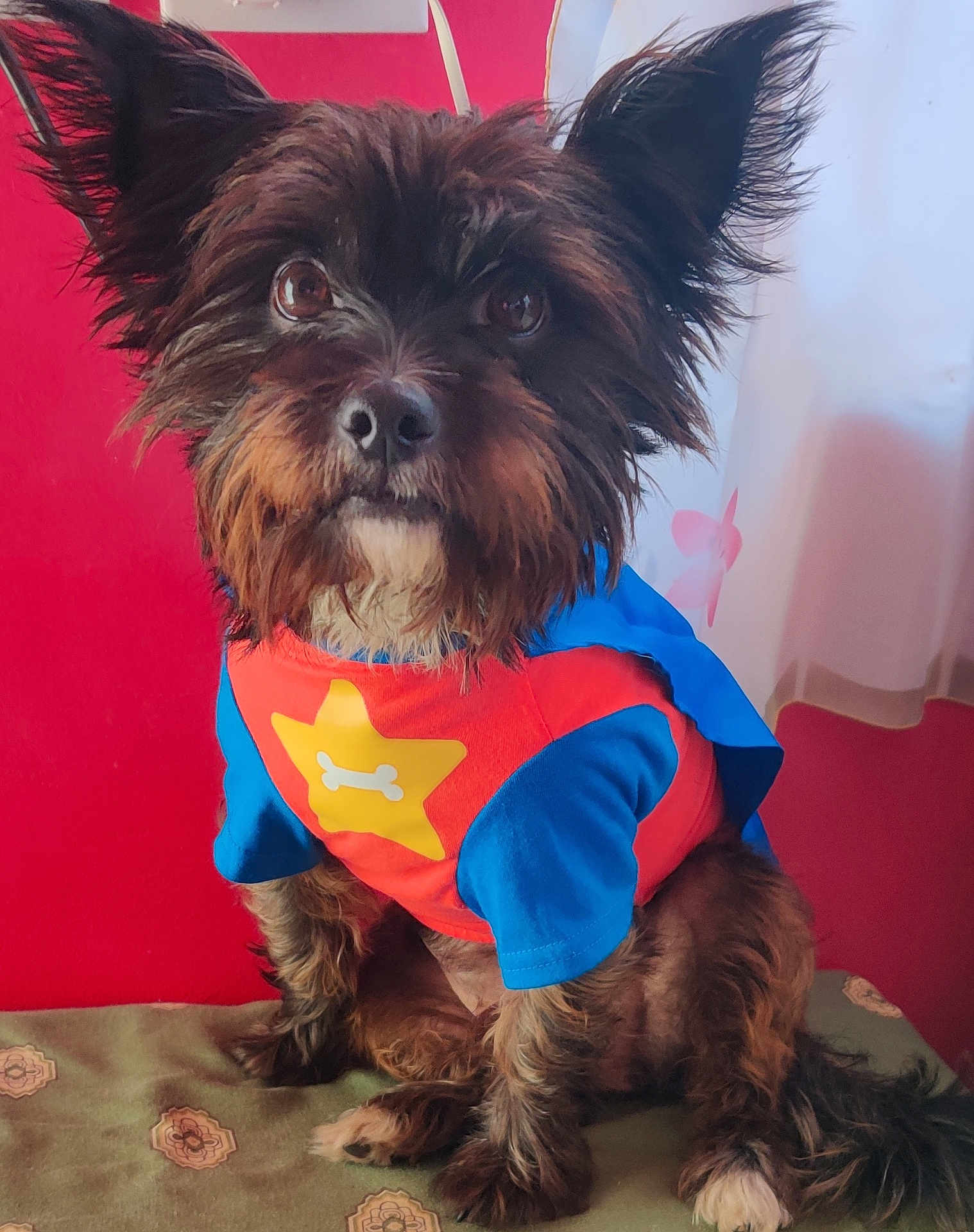 Chester joined the competition — help win amazing prizes! animal, attentive, brown_fur, clothing, costume, curtain, cute, dog, ears, eyes, fluffy, fur, indoor, nose, pet, portrait, red_wall, sitting, small_dog, superhero