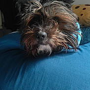 Chester joined the competition — help win amazing prizes! animal, blue, close_up, companion, cozy, cushion, cute, dog, ears, face, fur, furry, indoor, nose, pet, portrait, resting, scruffy, tired, whiskers