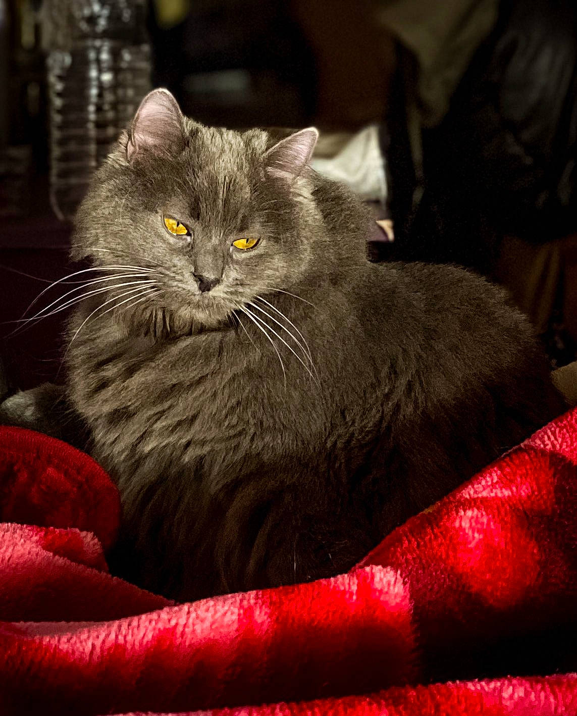 Fiby a rejoint le concours — aidez-le/la à gagner de superbes lots ! black_cat, carnivore, cat, chartreux, claw, comfort, domestic_short_haired_cat, event, felidae, fur, grey, magenta, small_to_medium_sized_cats, tail, whiskers