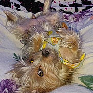 Chipahua is registered to the contest to win money with this photo: dog, pet, blanket, fur, lying_down, cute, cozy, indoor, animal, small_dog, relaxed, resting, bed, sleepy, comfort, looking_up, scruffy, ears, nose, paw