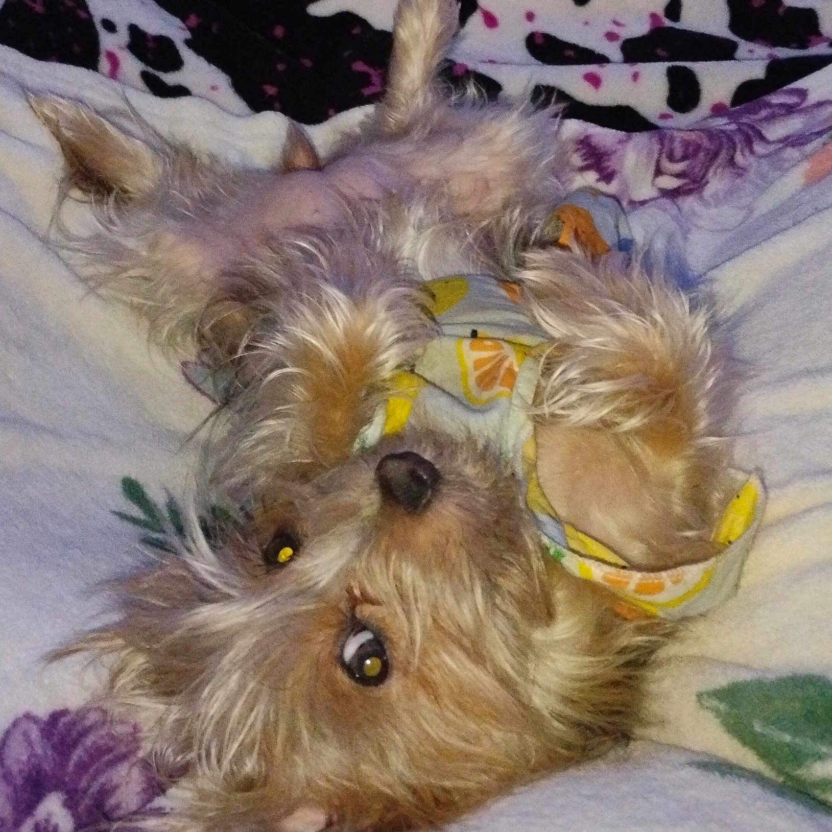 Chipahua is registered to the contest to win money with this photo: dog, pet, blanket, fur, lying_down, cute, cozy, indoor, animal, small_dog, relaxed, resting, bed, sleepy, comfort, looking_up, scruffy, ears, nose, paw