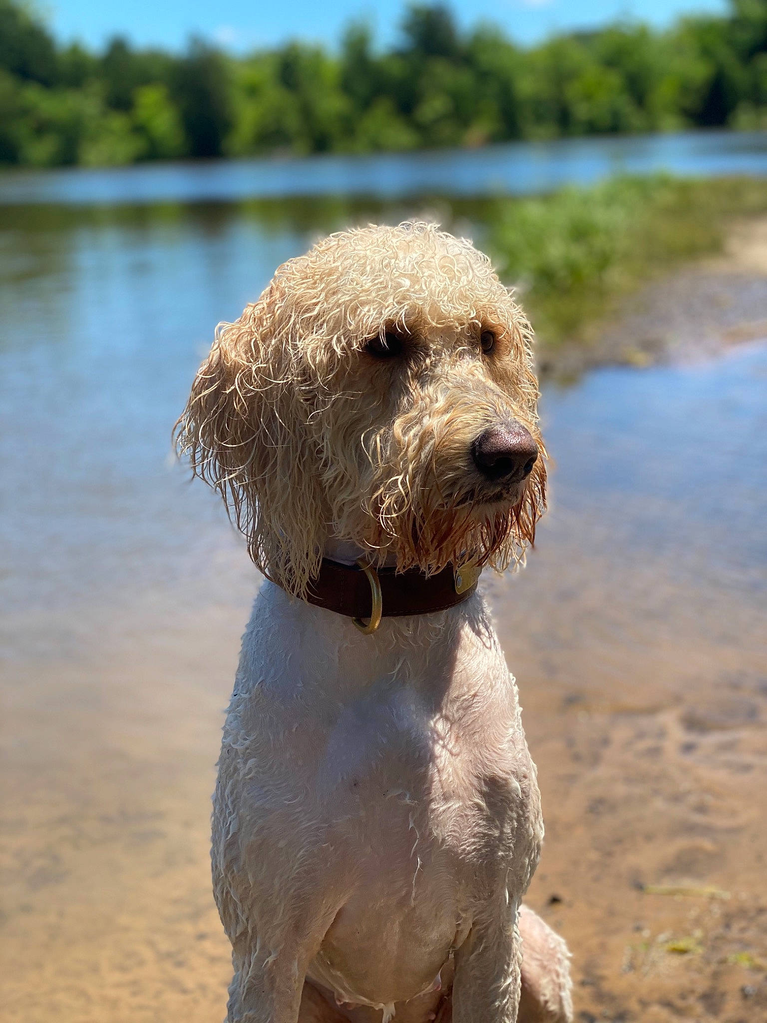 Nalani joined the competition — help win amazing prizes! briquet_griffon_vendeen, canidae, carnivore, companion_dog, dog, dog_breed, goldendoodle, labradoodle, lagotto_romagnolo, mammal, otterhound, poodle_crossbreed, rare_breed_dog, snout, spanish_water_dog, sporting_group, styrian_coarse_haired_hound, terrier, vertebrate