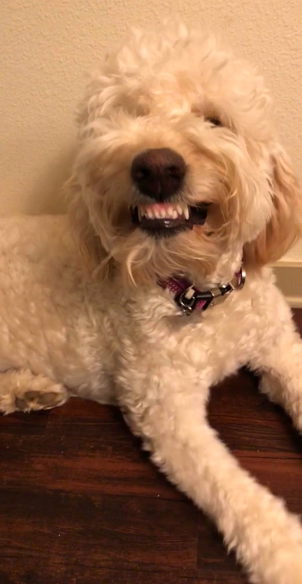 Nalani joined the competition — help win amazing prizes! canidae, carnivore, cockapoo, companion_dog, dog, dog_breed, goldendoodle, irish_soft_coated_wheaten_terrier, labradoodle, maltepoo, mammal, miniature_poodle, poodle, poodle_crossbreed, rare_breed_dog, schnoodle, snout, terrier, toy_poodle, vertebrate