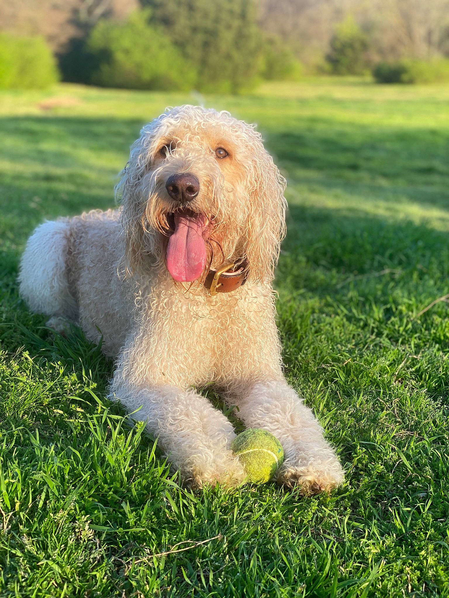 Nalani is registered to the contest to win money with this photo: briquet_griffon_vendeen, canidae, carnivore, companion_dog, dog, dog_breed, goldendoodle, grass, hunting_dog, labradoodle, mammal, otterhound, petit_basset_griffon_vendeen, poodle_crossbreed, rare_breed_dog, sapsali, spinone_italiano, sporting_group, terrier, vertebrate