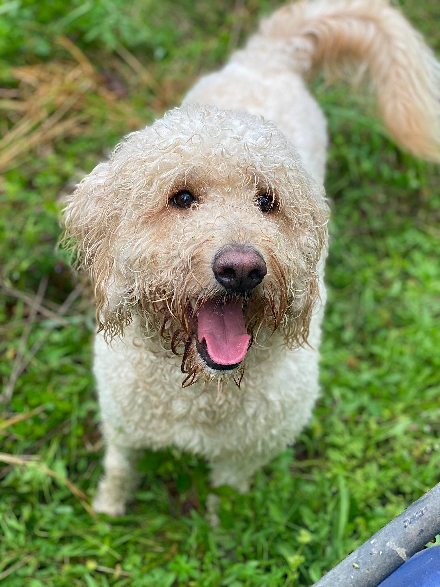 Nalani is registered to the contest to win money with this photo: briquet_griffon_vendeen, canidae, carnivore, dog, dog_breed, dutch_smoushond, glen_of_imaal_terrier, goldendoodle, irish_soft_coated_wheaten_terrier, labradoodle, lagotto_romagnolo, mammal, otterhound, poodle_crossbreed, rare_breed_dog, spanish_water_dog, sporting_group, sporting_lucas_terrier, terrier, vertebrate