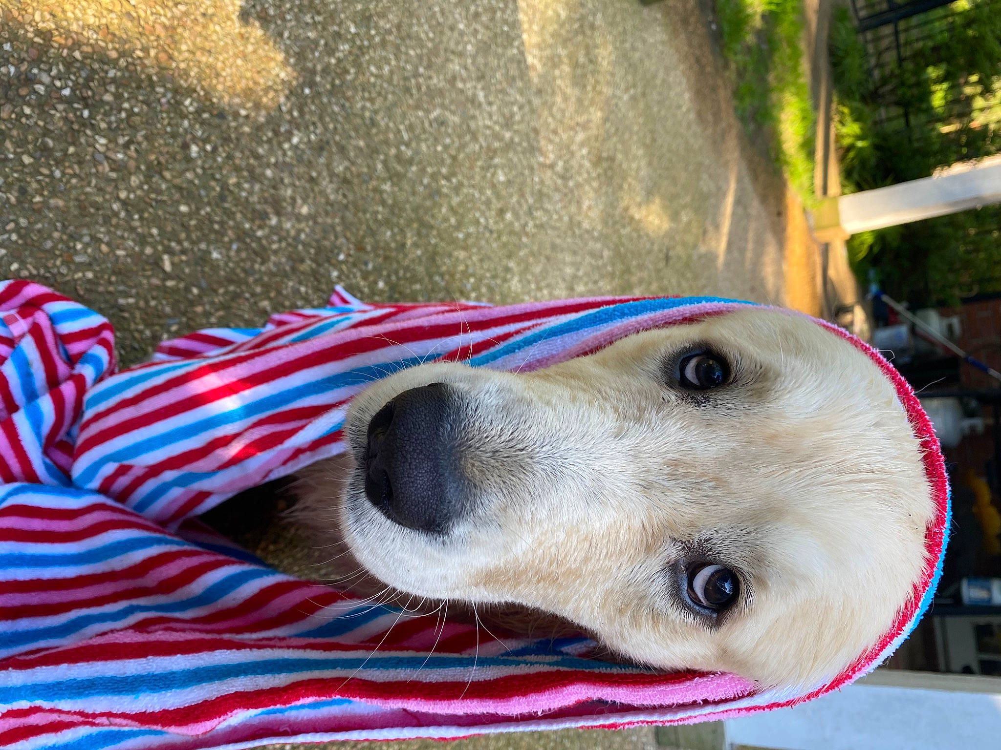 Nash is registered to the contest to win money with this photo: canidae, carnivore, companion_dog, dog, dog_breed, golden_retriever, labrador_retriever, nose, puppy, retriever, snout, sporting_group